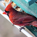 Cardinal Close Up