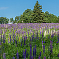 Lupine Field