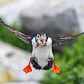 Puffin in Flight